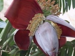 Musa x paradisiaca Plantain Banana Musa x paradisiaca Plantain Banana